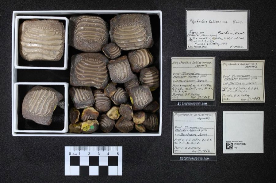 Ptychodus — Ptychodus latissimus infraphylum Gnathostomata Agassiz, 1843 (NHMUK PV P 11063 (1))