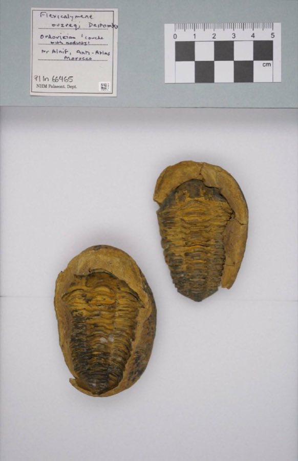 Flexicalymene — Flexicalymene ouzregui (NHMUK PI In 66465)