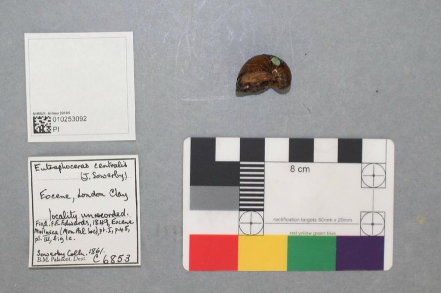 Eutrephoceras — Eutrephoceras centralis (J. Sowerby, 1812), FIGURED (NHMUK PI C 6853)