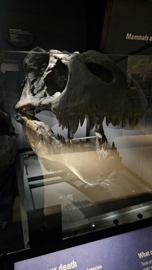 Tyrannosaurus rex — Tyrannosaurus rex Osborn, 1905, NON-TYPE (NHMUK PV R 16372)