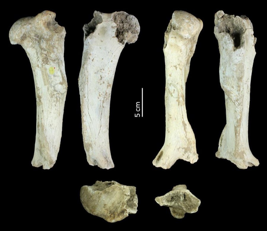 Smilodon — Smilodon populator Lund, 1842, NON-TYPE (NHMUK PV OR 18972 b)