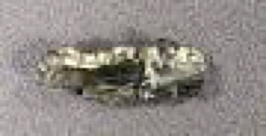 Dryosaurus — Dryosaurus altus (Marsh, 1878)