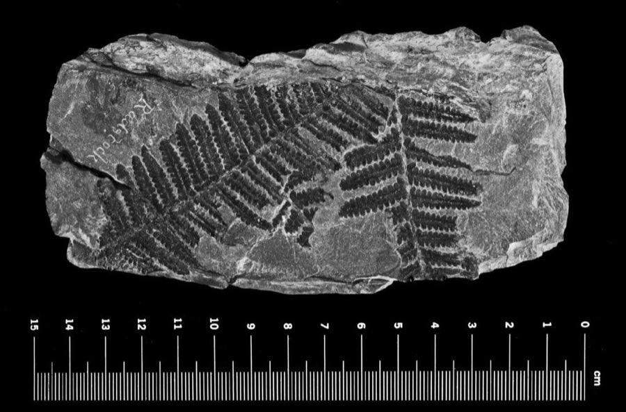 Pecopteris — Pecopteris abbreviata Brongniart, 1828 (NHMUK PB OR 41378)