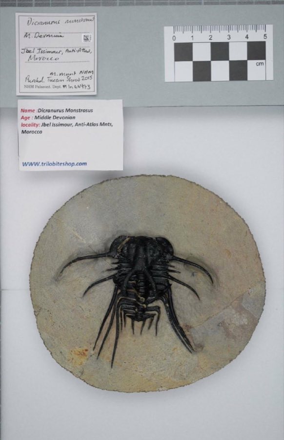 Dicranurus monstrosus — Dicranurus monstrosus (NHMUK PI In 66473)