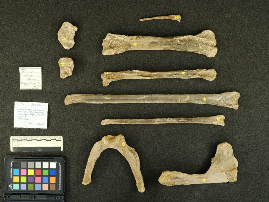 Pteranodon longiceps — Pteranodon Marsh, 1876 (NHMUK PV R 4534)