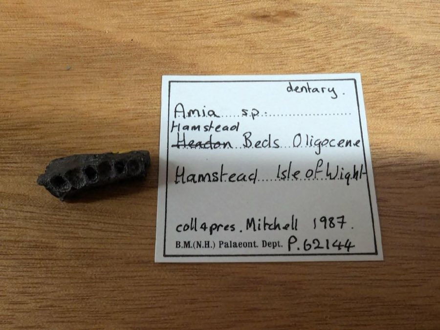 Amia — Amia Linnaeus, 1766 (NHMUK PV P 62144)