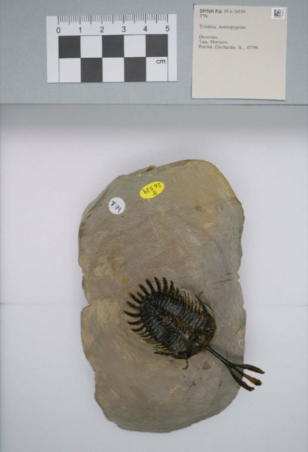 Walliserops — Walliserops trifurcatus Morzadec, 2001 (NHMUK PI It 26539)
