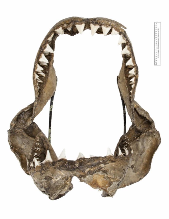 Carcharodon hastalis — Carcharodon carcharias (Linnaeus, 1758) (NHMUK 2005.11.21.1)