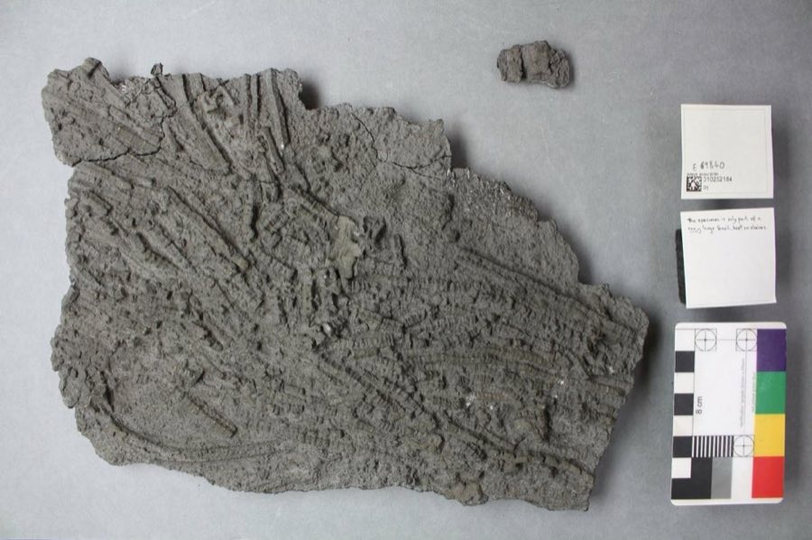 Pentacrinites — Pentacrinites fossilis Blumenbach, 1804 (NHMUK PI E 69840 j)