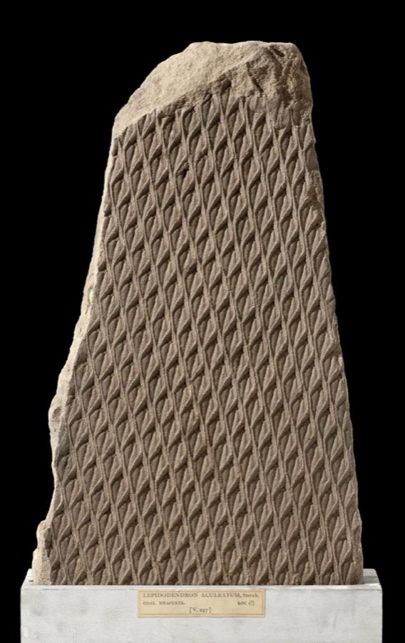 Lepidodendron — Lepidodendron aculeatum (NHMUK PB V 68594)