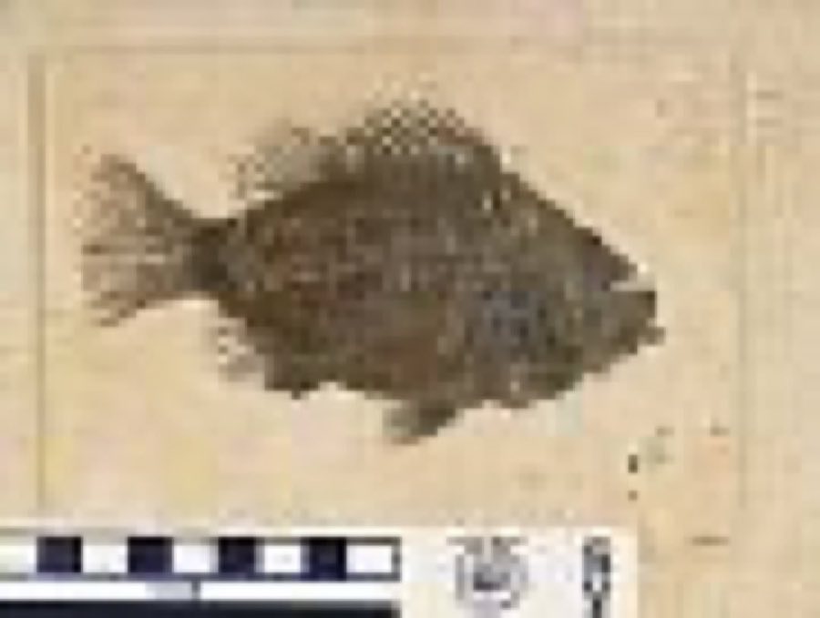 Priscacara serrata — Priscacara serrata Cope