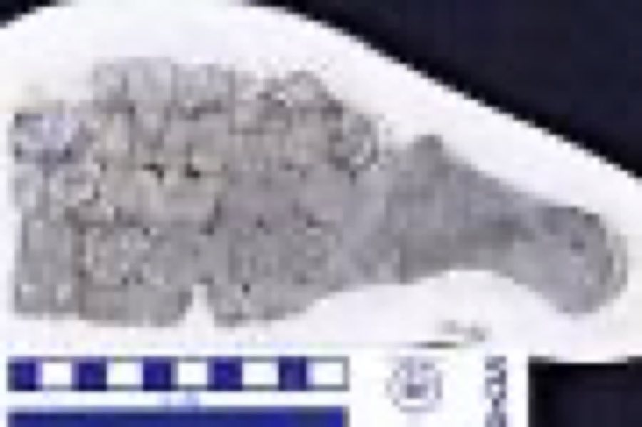 Ichthyosaurus — Ichthyosaurus sp 1822
