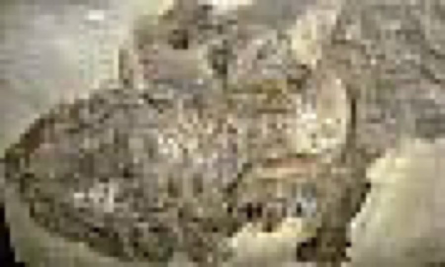 Xiphactinus audax — Xiphactinus audax Leidy