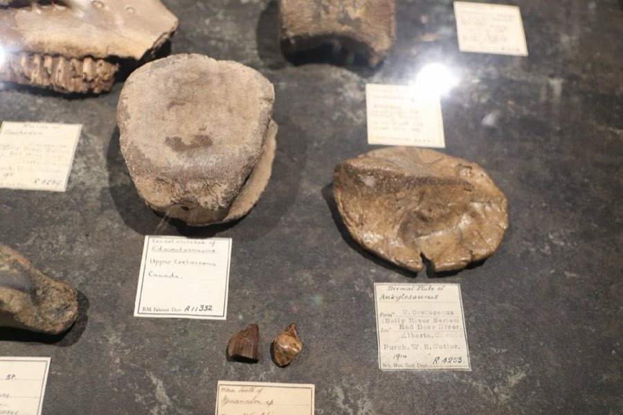 Ankylosaurus magniventris — Ankylosaurus Brown, 1908, NON-TYPE (NHMUK PV R 4253)