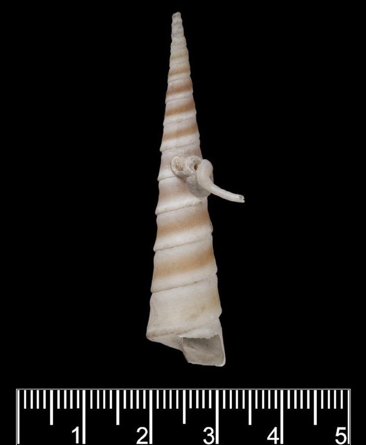 Turritella — Turritella declivis A. Adams & Reeve, 1849, SYNTYPE(S) (NHMUK 1982185)