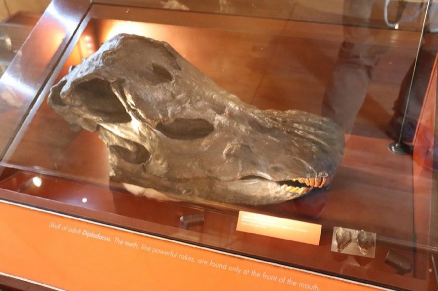 Diplodocus — Diplodocus carnegii Hatcher, 1901 (NHMUK PV R 8642 $Cast)