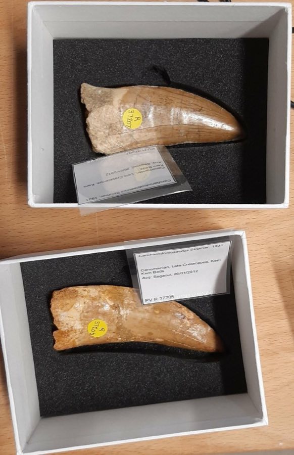 Carcharodontosaurus saharicus — Carcharodontosaurus Stromer, 1931 (NHMUK PV R 37207)