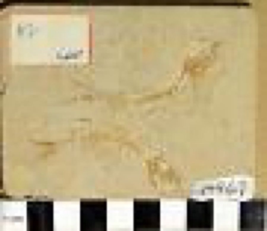 Leptolepides sprattiformis — Leptolepis sprattiformis Agassiz