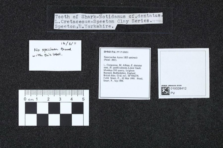 Notorynchus — Notorynchus aptiensis (Pictet 1865) (NHMUK PV P 63651)