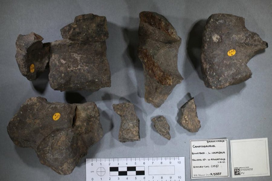Camptosaurus — Camptosaurus Marsh, 1885 (NHMUK PV R 5357)