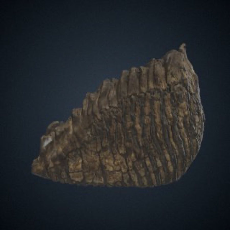 Mammuthus — Mammuthus primigenius (Blumbach)