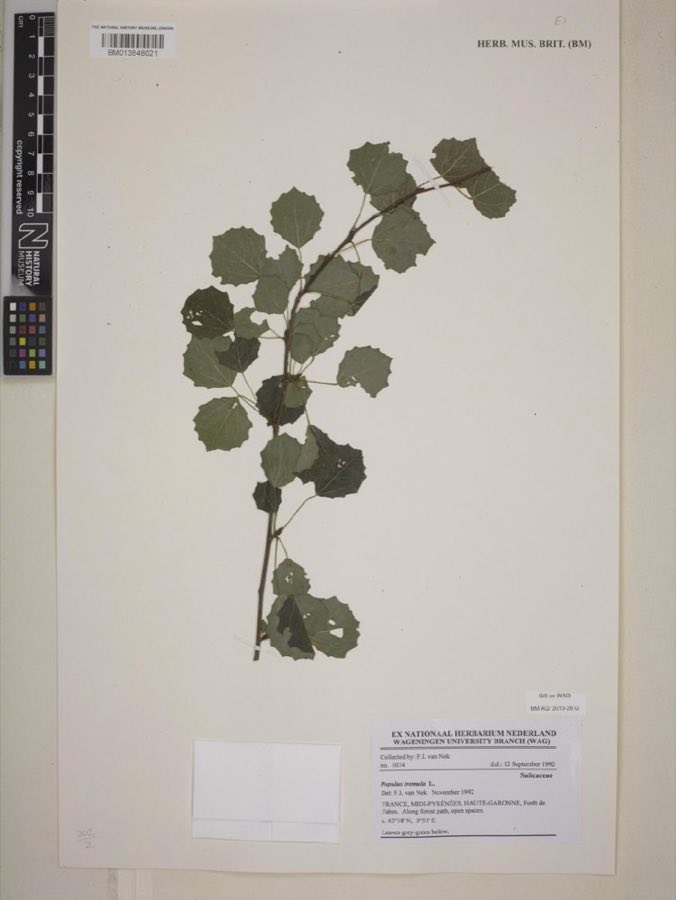 Populus — Populus tremula L. (NHMUK BM013848021)