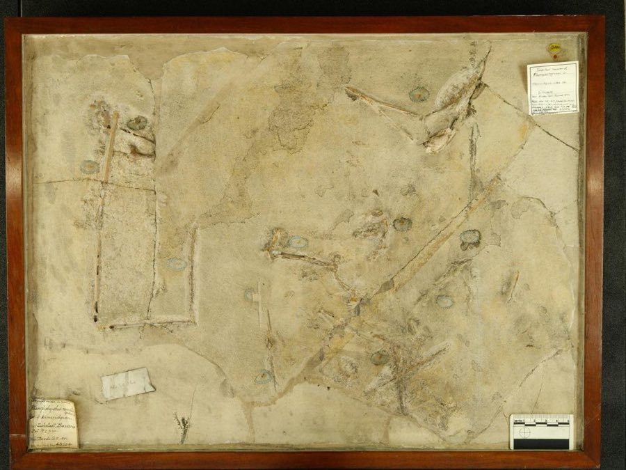 Rhamphorhynchus muensteri — Rhamphorhynchus muensteri Goldfuss, 1831, NON-TYPE (NHMUK PV OR 43004)