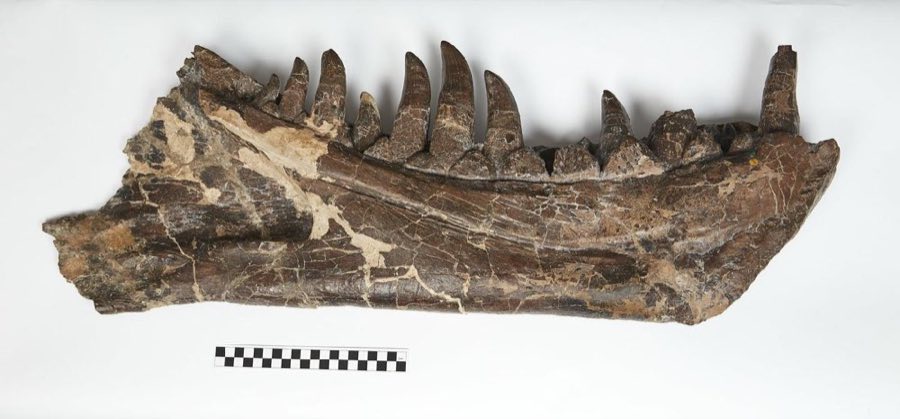 Tyrannosaurus rex — Tyrannosaurus rex Osborn, 1905, REFERRED (NHMUK PV R 8020)