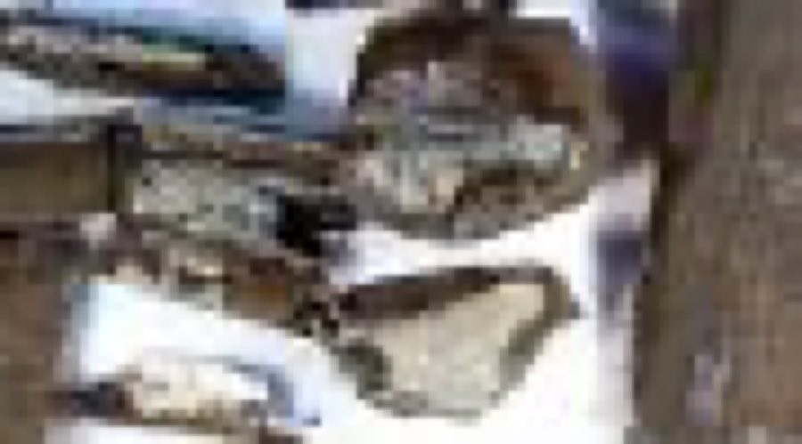 Edmontosaurus annectens — Edmontosaurus annectens (Marsh, 1892)