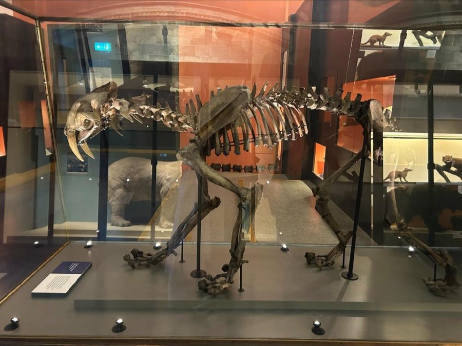 Smilodon — Smilodon fatalis Leidy, 1869 (NHMUK PV M 15289)