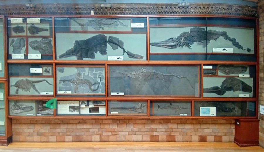 Ichthyosaurus — Ichthyosaurus De la Beche & Conybeare, 1821 (NHMUK PV R 1126)