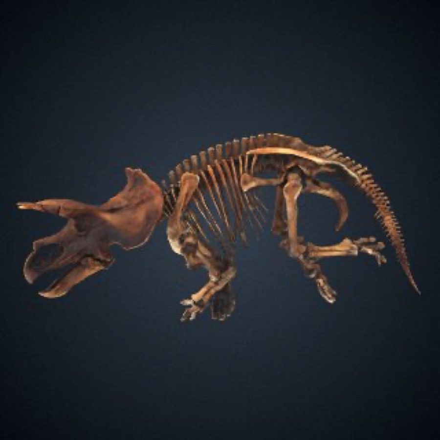 Triceratops — Triceratops horridus Marsh, 1889