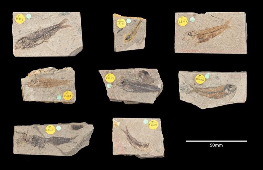 Knightia eocaena — Knightia brasiliensis A. S. Woodward 1939, Cotype (NHMUK PV P 25266)