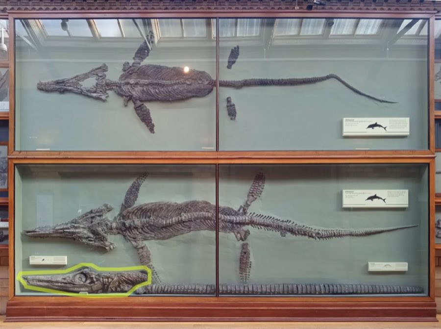 Temnodontosaurus — Temnodontosaurus platyodon (Conybeare, 1822), Holotype (NHMUK PV R 1158)