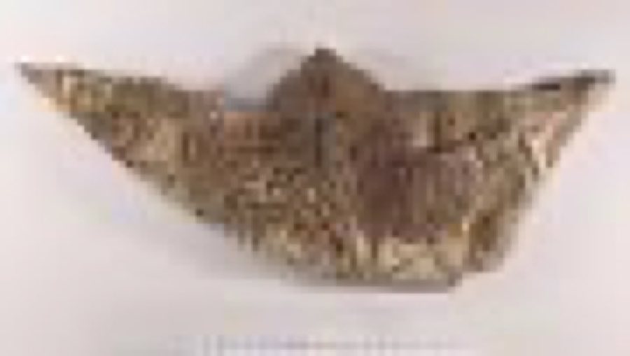 Scyphocrinites — Scyphocrinites sp