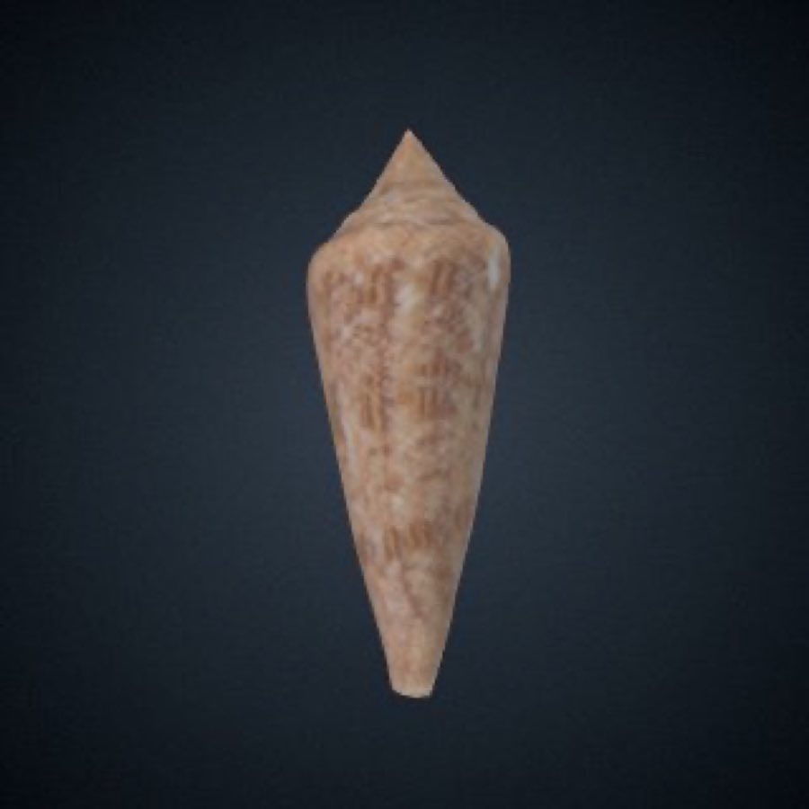 Conus — Conus gloriamaris
