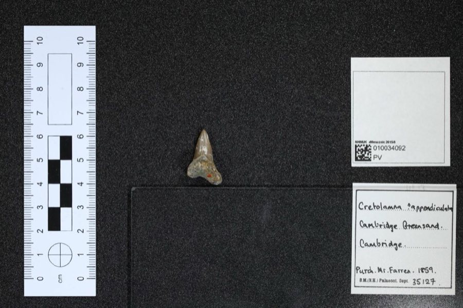 Cretolamna — Cretolamna appendiculata (NHMUK PV OR 35127)