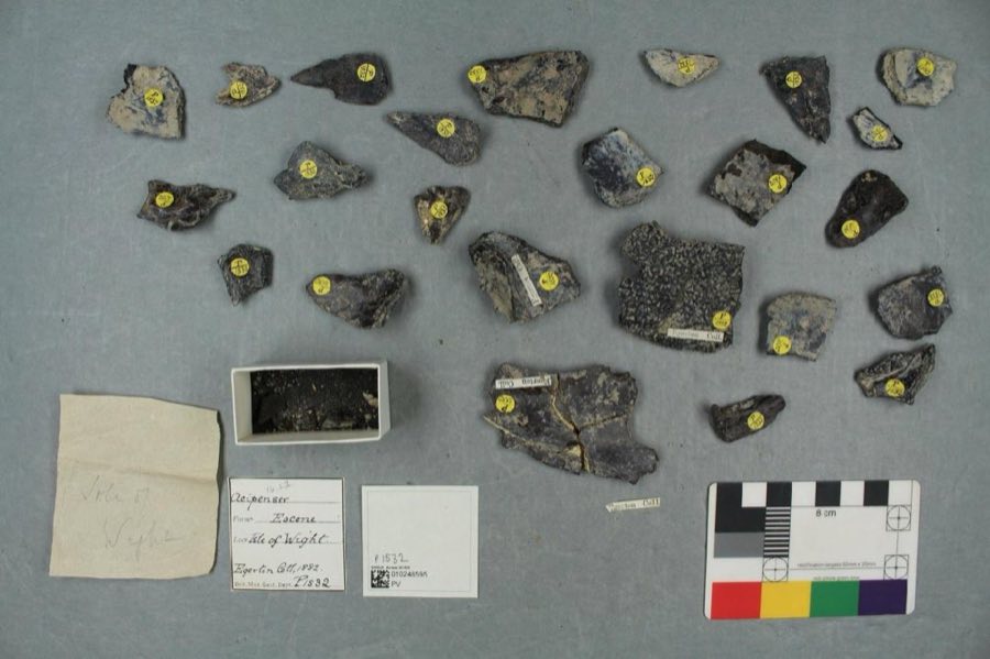 Amia — Amia Linnaeus, 1766 (NHMUK PV P 1532 a)