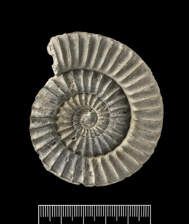 Arnioceras — Arnioceras bodleyi (J. Buckman) (NHMUK PI C 2220)