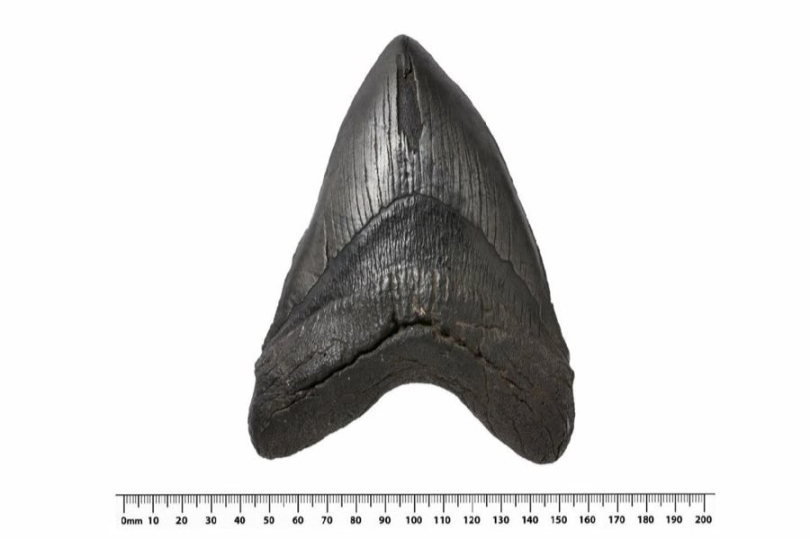 Otodus megalodon — Otodus megalodon infraphylum Gnathostomata Agassiz, 1843 (NHMUK PV P 5816)