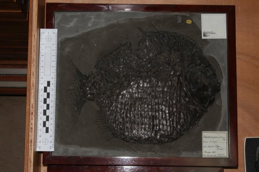 Dapedium — Dapedium granulatum Agassiz, 1835 (NHMUK PV OR 40650)