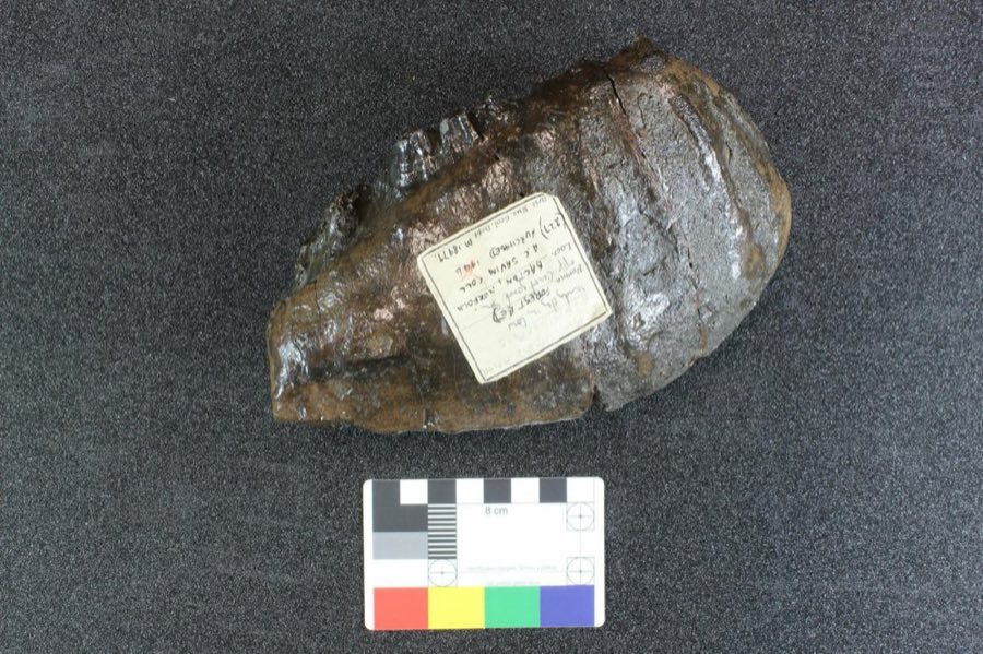 Mammuthus — Mammuthus meridionalis (Nesti, 1825), NON-TYPE (NHMUK PV M 18979)