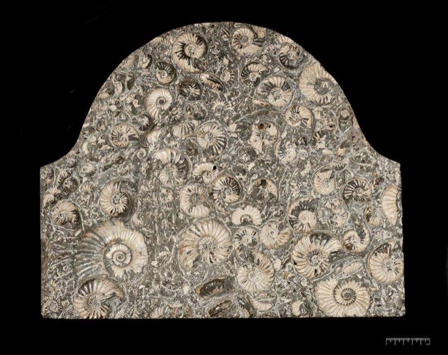 Asteroceras — Asteroceras blakei Spath, 1925 (NHMUK PI C 68159)