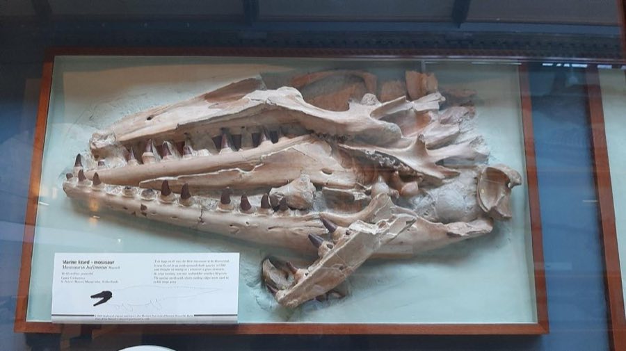 Mosasaurus — Mosasaurus hoffmanni Mantell, 1829, CAST OF HOLOTYPE (NHMUK PV OR 10589)