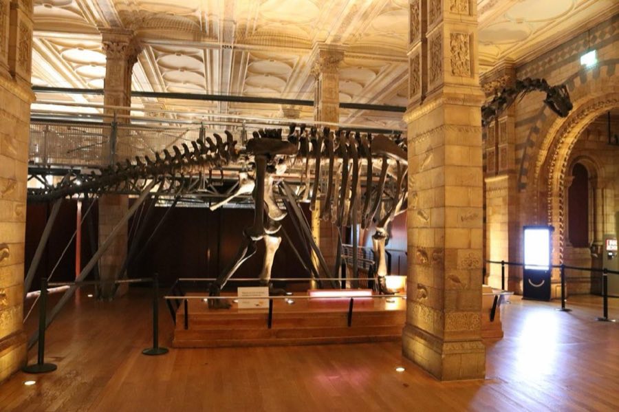 Camarasaurus — Camarasaurus Cope, 1877, NON-TYPE (NHMUK PV R 12154)