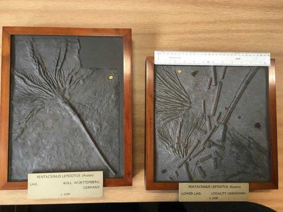 Seirocrinus subangularis — Seirocrinus subangularis Miller, 1821 (NHMUK PI E 25387)