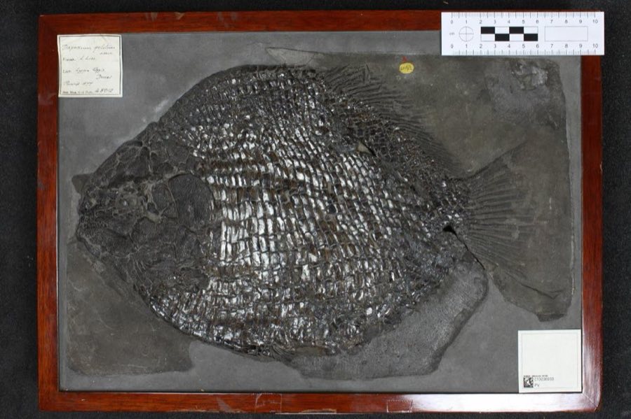 Dapedium — Dapedium politum Leach, 1822 (NHMUK PV OR 48012)