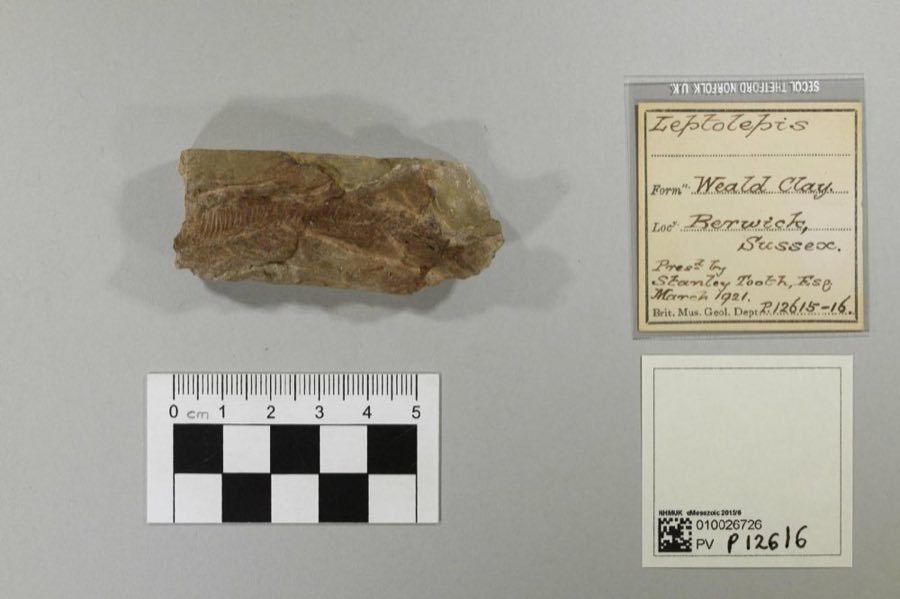 Leptolepis — Leptolepis Agassiz, 1843 (NHMUK PV P 12616)