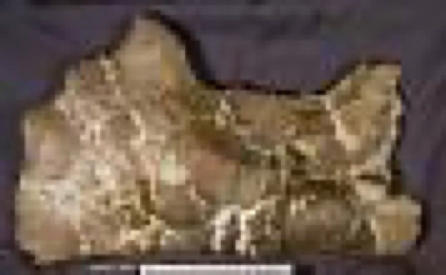 Avaceratops lammersi — Avaceratops lammersi Dodson, 1986