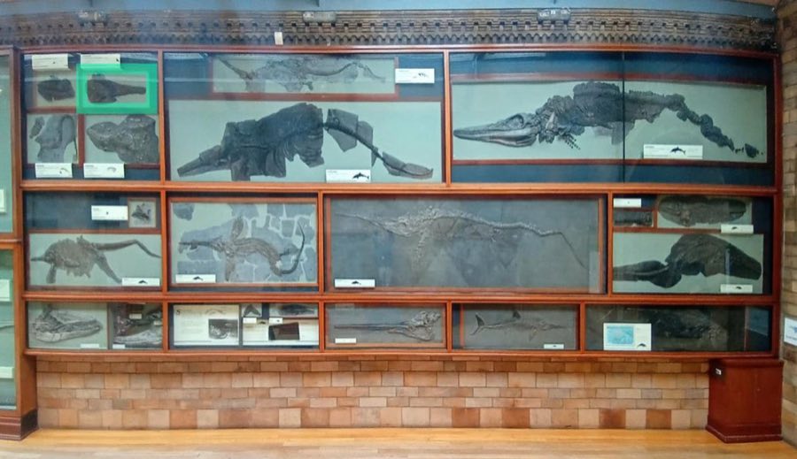 Temnodontosaurus — Temnodontosaurus platyodon (Conybeare, 1822) (NHMUK PV R 1159)